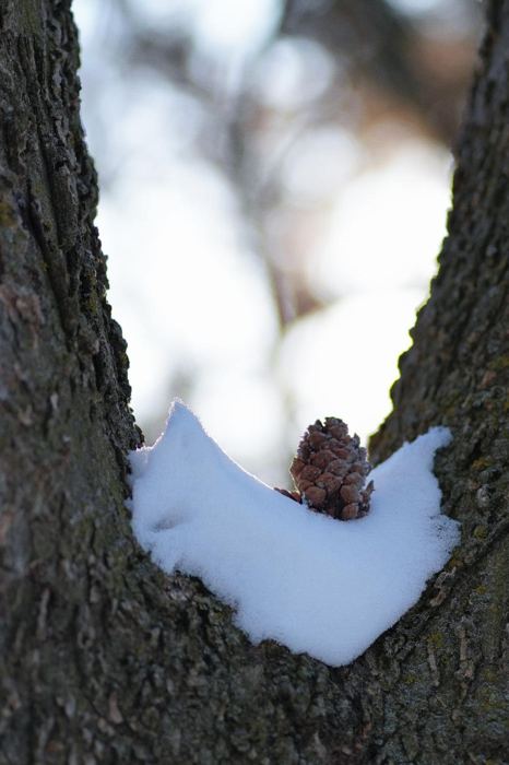 Alchemy of Elements, the guardian of snow