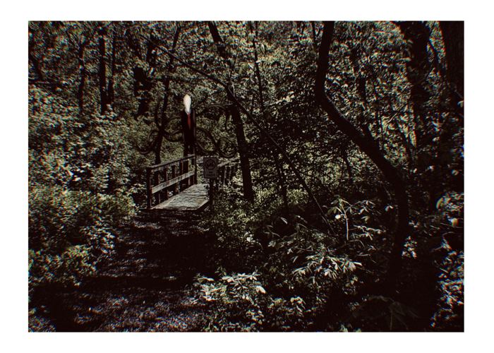 Nel bosco