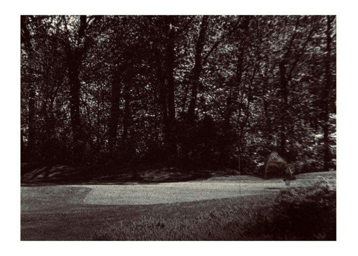 Nel bosco