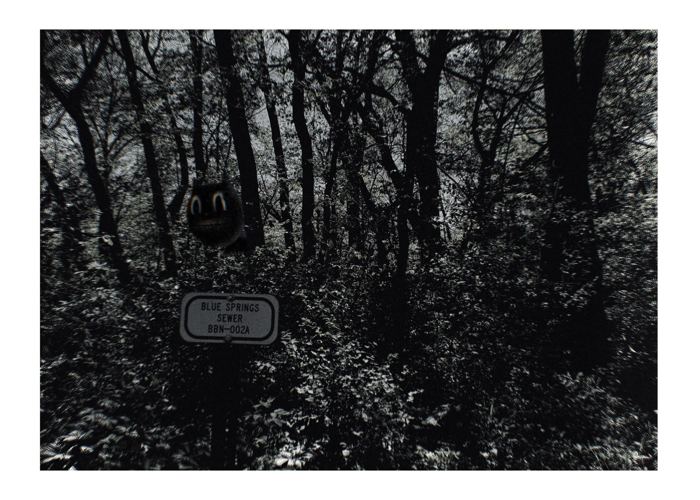 Nel bosco