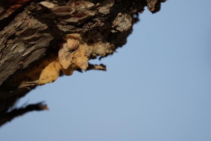 Nature, fun with fungi