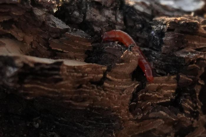 Nature, bug's life