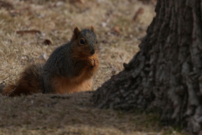 Nature, feeding time