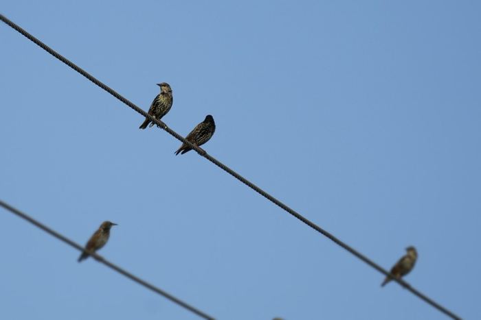 Wildlife