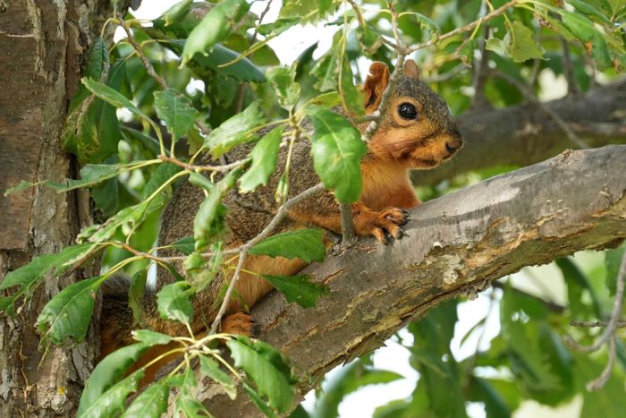 Wildlife