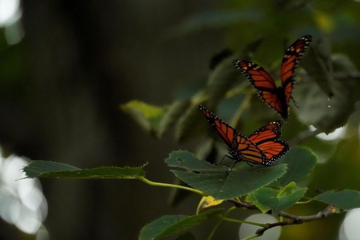 Wildlife