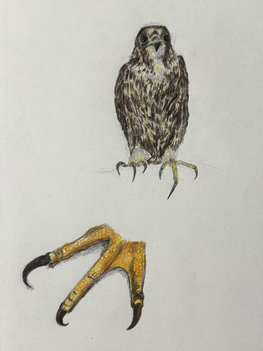 Falco