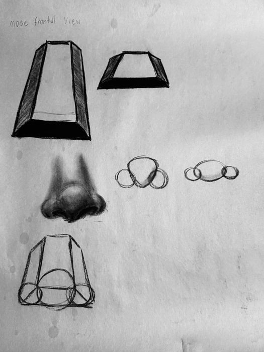 Anatomia del volto, studi del naso i