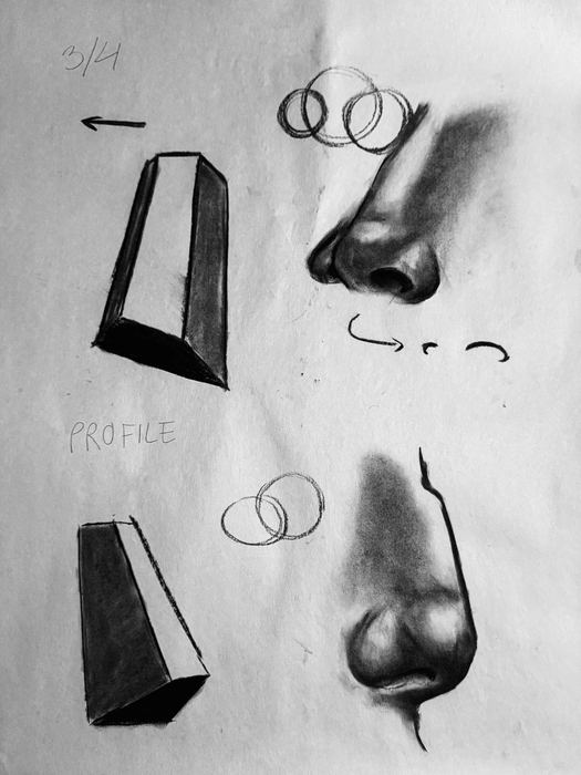 Anatomia del volto, studi del naso ii