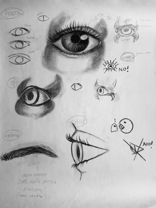 Anatomia del volto, studi degli occhi