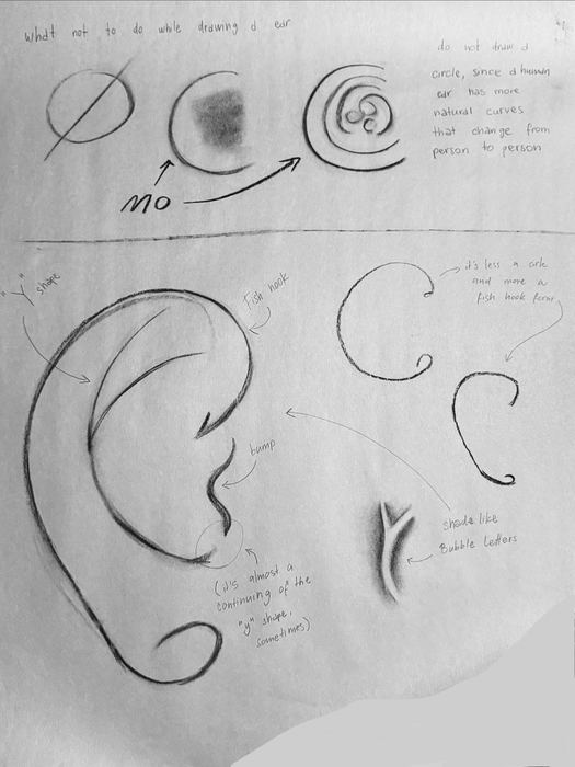 Anatomia del volto, studi dell'orecchio