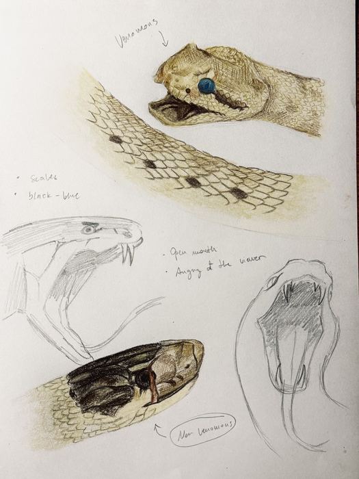 Impossible Shedding, museum studies 2: studi del serpente, matite colorate e grafite